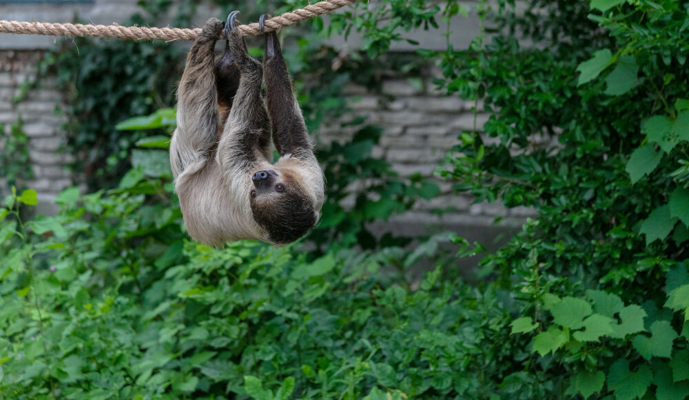 Roatan Wildlife & Beach Adventure