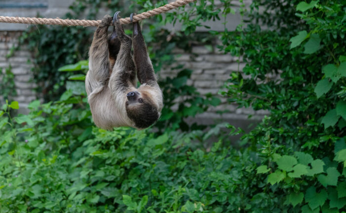 Roatan Wildlife & Beach Adventure