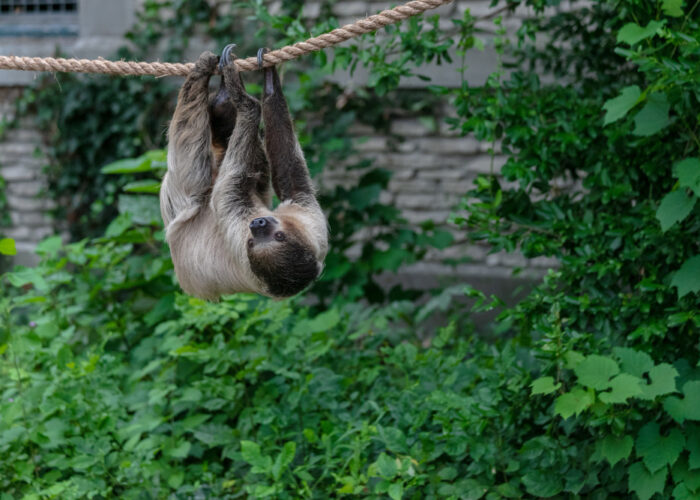 Roatan Wildlife & Beach Adventure